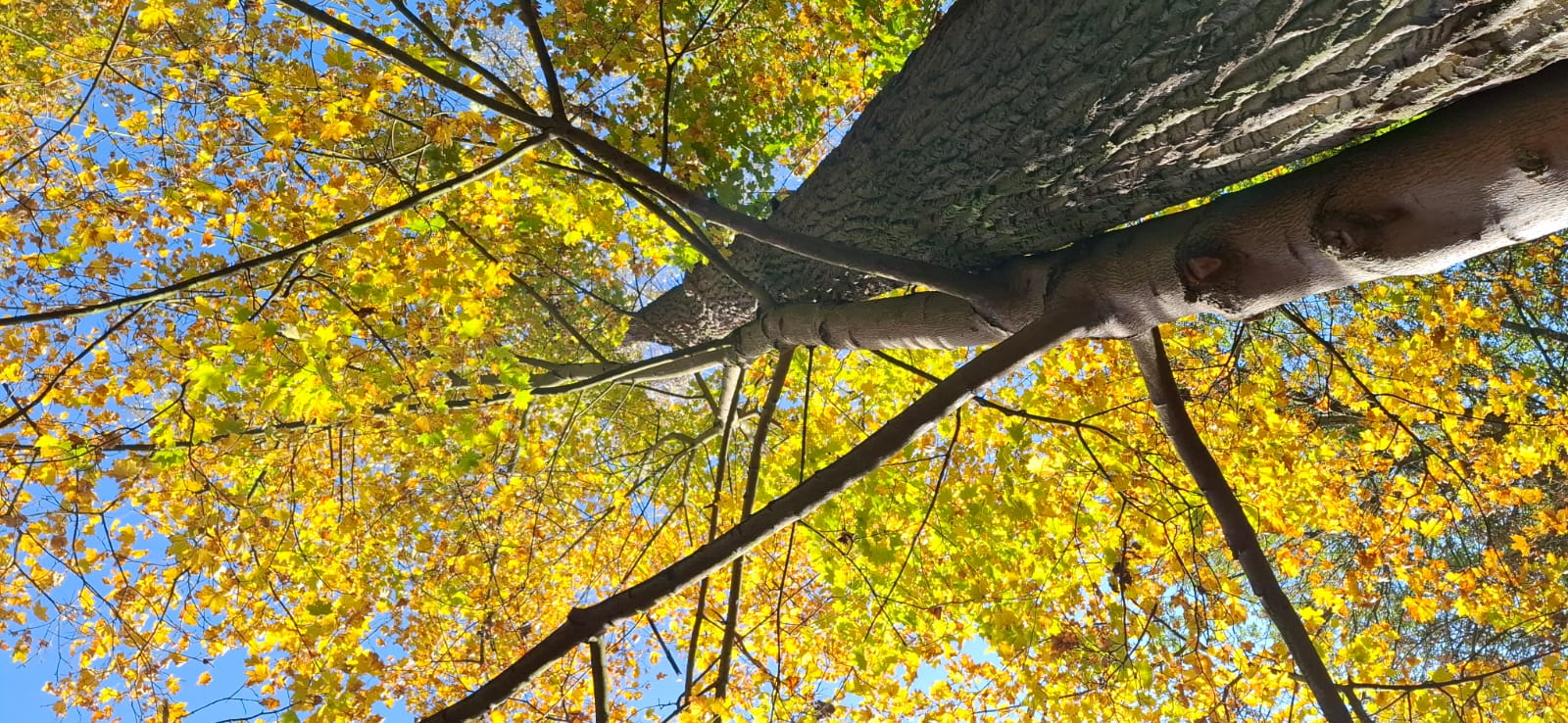 Międzynarodowy Dzień Krajobrazu